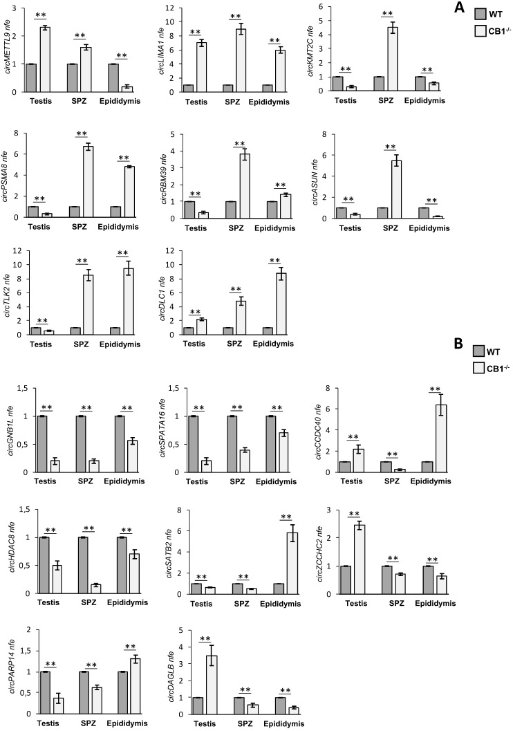 Validation of circRNA microarray results in testis, SPZ and epididymis from WT and CB1-/- mice. (A) Expression analysis of 8 circRNAs up-regulated in CB1-/- compared to WT derived SPZ. (B) Expression analysis of 8 circRNAs down-regulated in CB1-/- compared to WT derived SPZ. qRT-PCR data are normalized using Cyclophilin and RPS18, for SPZ and tissues respectively, expressed as fold expression (nfe) and reported as mean value ± S.E.M.**: p< 0.01.