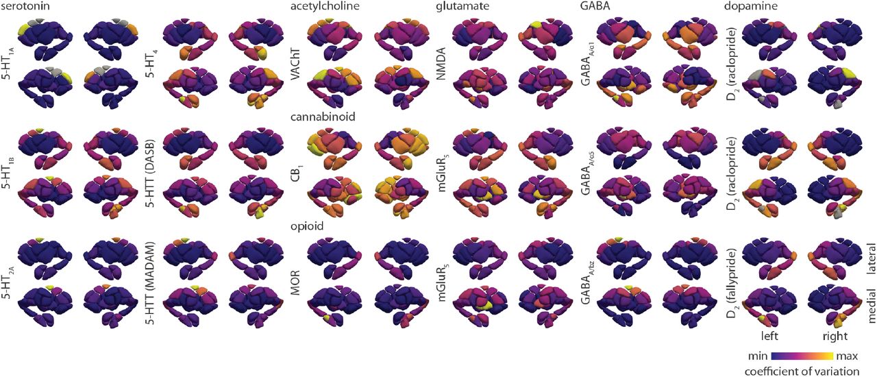Inter-individual coefficient of variation of receptor/transporter density in the subcortexInter-individual coefficient of variation is defined as the population standard deviation of tracer binding normalized by population mean, and is calculated for every subcortical region. Each coefficient of variation brain map is min-max scaled to showcase the spatial organization of inter-individual variability of neurotransmitter systems. Grey colours reflect regions that have been omitted due to unstable coefficient of variation (see Methods for details). Tracer names are included in parentheses for 5-HTT and D2. GABAA receptors were mapped according to two different subunits (α1 and α5) as well as the benzodiazepine binding site (BZ). Note that D2 [11C]raclopride tracer is only sensitive within the striatum.