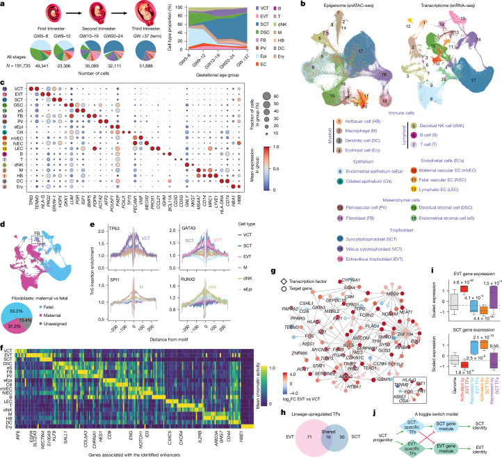 Overview of single-cell multiomics data from the human MFI across gestation.a, Experimental design. Nuclei (191,735) from the human MFI were profiled spanning five intervals from early gestation to term. n represents the number of nuclei per group. Pie charts show major cell-type proportions in each group. Right, stacked area plot illustrating cell-type composition changes over gestation (cell type abbreviations defined in key below b). Image credit: YG Studio/Shutterstock.com. b, UMAP projections of snATAC–seq (left) and snRNA-seq (right) for 19 broadly identified cell types (key). c, Expression (snRNA-seq) dot plot of selected marker genes across the 19 cell types. Dot size represents the percentage of expressing cells. d, Assignment as maternal or fetal for each nucleus by genotype phasing. Bottom, pie chart illustrating the proportion of maternal or fetal fibroblasts. e, ATAC–seq footprinting identifies binding sites of cell-type-enriched transcription factors: TP63 (VCT), GATA3 (EVT), SPI1 (M) and RUNX2 (dNK). Binding sites are marked by depletion of Tn5 insertion flanking the motifs. f, Chromatin accessibility heat map showing the activity of the ten most active cell-type-specific enhancers. Regions analysed were cap analysis gene expression (CAGE)-validated enhancers from the FAMTOM5 collection13. g, Rewiring of GRNs during VCT differentiation into EVT and SCT lineages. The reconstructed EVT GRN is shown. Red and blue denote activation and repression, respectively, relative to VCTs. Inset, a FOS-mediated subnetwork. The top transcription factors with the highest ranked regulatory interactions are shown as examples. h, Venn diagram showing uniquely upregulated transcription factors (TFs) in EVTs or SCTs compared to VCTs. i, Expression patterns of transcription factors and their target genes reflect the coordinated regulation across two trophoblast lineages. EVT transcription factors activated EVT genes and repressed SCT genes in EVTs, with the reciprocal pattern in SCTs. In box plots, the centre line is the median, box represents the interquartile range (IQR; 25th to 75th percentile), and whiskers show minima and maxima (0.5× IQR) end-points; outliers are not displayed. P values, two-tailed Wilcoxon rank-sum tests after Benjamini–Hochberg correction. j, Schematic toggle switch model illustrating trophoblast fate reinforcement and suppression of the alternative programme.Source data