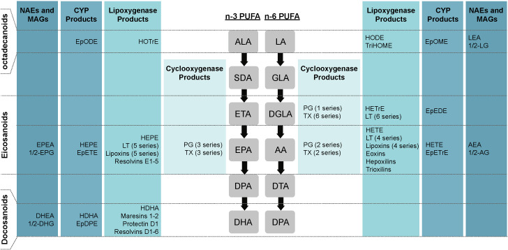 Schematic representation of different types of lipid mediators. Lipid mediators derived from ALA, EPA, DHA, LA, DGLA and AA. AA, arachidonic acid; ALA, alpha-linolenic acid; CYP, P450 cytochrome; DGLA, dihomo-gamma-linolenic acid; DHA, docosahexaenoic acid; DPA, docosapentaenoic acid; DTA, docosatetraenoic acid; EPA, eicosapentaenoic acid; EpDPE, epoxy-docosapentaenoic acid; EpEDE, epoxy-eicosadienoic acid; EpETE, epoxy-ecosatetraenoic acid; EpETrE, epoxy-eicosatrienoic acid; EpODE, epoxy-octadecadienoic acid; EpOME, epoxy-octadecenoic acid; ETA, eicosatetraenoic acid; GLA, gamma-linolenic acid; HDoHE, hydroxy-docosahexaenoic acid; HDHA, hydroxy-docosahexaenoic acid; HEPE, hydroxy-eicosapentaenoic acid; HETE, hydroxy-eicosatetraenoic acid; HETrE, hydroxy-eicosatrienoic acid; HODE, hydroxy-octadecadienoic acid; HOTrE, hydroxy-octadecatrienoic acid; LA, linoleic acid; SDA, stearidonic acid; TriHOME, trihydroxy-octadecenoic acid, PG, prostaglandin; LT, leukotriene; TX, thromboxane.