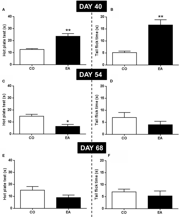 Pain threshold by hot plate and tail flick test were performed at the end of CAF exposure (day 40) and during abstinence period (54 and 68 days). EA rats showed a significant increase of pain threshold both in hot plate (A) and tail flick (B) tests compared to CO animals (**P < 0.01) at day 40. At day 54, in EA rats, pain sensitivity was significantly increased only in hot plate test (C; *P < 0.05). No significant effect was observed in tail flick test (D). At day 68, no difference was observed between EA and CO animals in both tests (E, F). Data are shown as mean ± SEM for the CO and EA groups (n = 6).