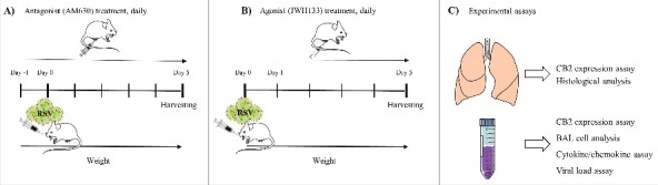 Experimental design. Time course of antagonist (A) and agonist treatment (B) and experimental assays (C) in RSV challenged mice.