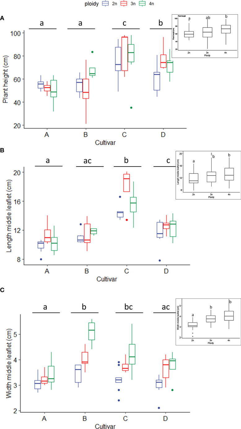 Boxplots of the (A) plant height (cm), (B) length of the middle leaflet (cm) and (C) width of the middle leaflet of a leaf (cm) of diploid (2n), triploid (3n) and tetraploid (4n) plants of four Cannabis sativa L. cultivars. (A): Kruskal-Wallis rank sum test: Cultivar; χ2 = 38.269, p = 2.479e-08. Ploidy; χ2 = 7.7563, p = 0.02069. Different letters above bars indicate significant differences at p<0.05 with an all-pairs Dunn post-hoc analysis. The inserted graph displays the length of the middle leaflet length of the ploidy levels. (B) Logarithmic transformation was performed as indicated by a Box-Cox test. ANOVA: Cultivar; F3,80 = 46.12, p < 2e-16. Ploidy; F2,80 = 11.72, p = 3.42e-05. The inserted graph displays the width of the middle leaflet length of the ploidy levels. (C) Two-way ANOVA: Cultivar; F3,77 = 8.629, p = 4.98e-05. Ploidy; F2,77 = 27.244, p = 9.47e-10. The insert graphs show plant height between ploidy levels. Different letters above bars indicate significant differences at p<0.05 with a Tukey post-hoc analysis. For two samples no measurements were taken.