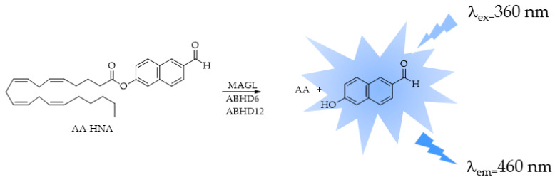 Fluorescence turn-on responses of 6-hydroxy-2-naphthaldehyde-arachidonate (AA-HNA) on 2-AG hydrolases (MAGL, ABHD6, and ABHD12).