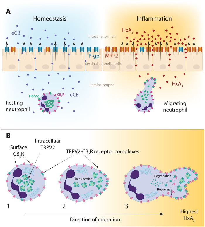 TRPV2-CB2R interaction add nuance to the current model HxA3-induced directional neutrophil chemotaxis.(A) Neutrophils respond to small-molecule signals produced by intestinal epithelial cells during homeostasis and acute inflammation. P-gp and MRP2 are two of the efflux transporters present at the apical surface of intestinal epithelial cells. During homeostasis, P-gp expression and its efflux of eCBs set conditions within the lamina propria where neutrophils are held in “ready stasis” by eCB activation of CB2R. In acute intestinal inflammation, P-gp is down-regulated, while MRP2 is up-regulated, establishing a chemotactic gradient of HxA3 across the intestinal epithelium. Neutrophils within the lamina propria sense and respond to HxA3 via TRPV2 activation. (B) HxA3 induces directional migration of neutrophils coordinated by changes in intracellular trafficking of both TRPV2 and CB2R. (1) Resting neutrophils express CB2R throughout their plasma membranes with infrequent TRPV2-CB2R receptor complexes. (2) HxA3 activation/signaling through plasma membrane TRPV2-CB2R receptor complexes triggers translocation of intracellular TRPV2 to the plasma membrane, creating more TRPV2-CB2R receptor complexes at the pseudopod, directing HxA3-gradient driven neutrophil migration. (3) Selective degradation and recycling of TRPV2 and CB2R maintain directional fidelity of neutrophil migration.