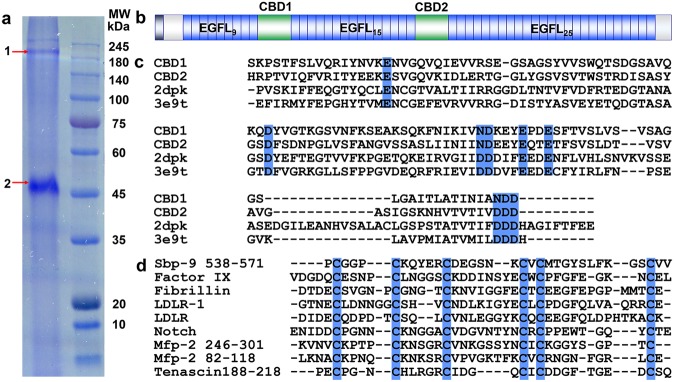 Discovery of a novel scallop byssal root protein. (a) SDS-PAGE of extract from the scallop byssal root showing two major fractions of high and medium molecular weights when stained with Coomassie Brilliant Blue R-250. To explore the compositions of the root, the corresponding fractions were analyzed by mass spectroscopy. (b) Schematic view of the main structural domains of Sbp9. The domain annotation predicted by SMART. EGFL, EGF-like domain; CBD, calcium-binding domain. The conserved and unique PCGGPC domain is highlighted. (c) Multiple sequence alignment of CBD1Sbp9 against other CBD domains for which the structures have been determined. These domains include the CBD1 domain (PDB:2dpk) from C. lupus NCX1 and the CBD1 domain (PDB:3e9t) from D. melanogaster calx with sequence identity >30%. The alignment shows that CBD1Sbp9 contains conserved Ca2+-binding residues, as highlighted in blue (E405, D440, N465, D466, E470, E473, N500, D501, D502). (d) Sequence alignments of various EGFLs including Factor IX, Fibrillin-1, LDLR, Notch, Mfp-2 and Tenascin-X. Other EGFL-rich proteins from mussel adhesive proteins (Mfp-2) were also used in the alignment. Conserved Cys residues are highlighted by blue.