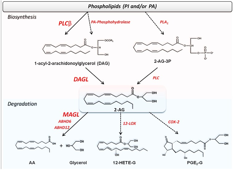 The alternative biosynthetic and degradative pathways of 2-AG and congeners.