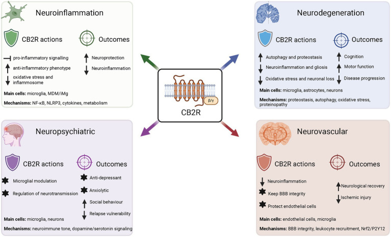 Infographic illustrating the actions and outcomes of CB2R in four neurological contexts: neuroinflammation, neurodegeneration, neuropsychiatric, and neurovascular. Each section highlights specific CB2R actions and subsequent outcomes, such as decreased neuroinflammation, enhanced neuroprotection, modulation of neurotransmission, preserved blood-brain barrier integrity, improved cognitive and motor function, and reduced disease progression.