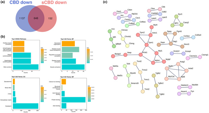 Common downregulated genes; (a) Venn diagram illustrating DEGs uniquely downregulated by CBD and sCBD and common downregulated genes in the overlapping region. (b) The top 5 Enriched KEGG pathways and GO terms for common downregulated genes. BP, biological process; CC, cellular compartment; MF, molecular function. (c) Common downregulated genes and their known protein–protein interactions, single nodes are not shown, highest confidence (0.9), clusters are colored individually using K‐means clustering.