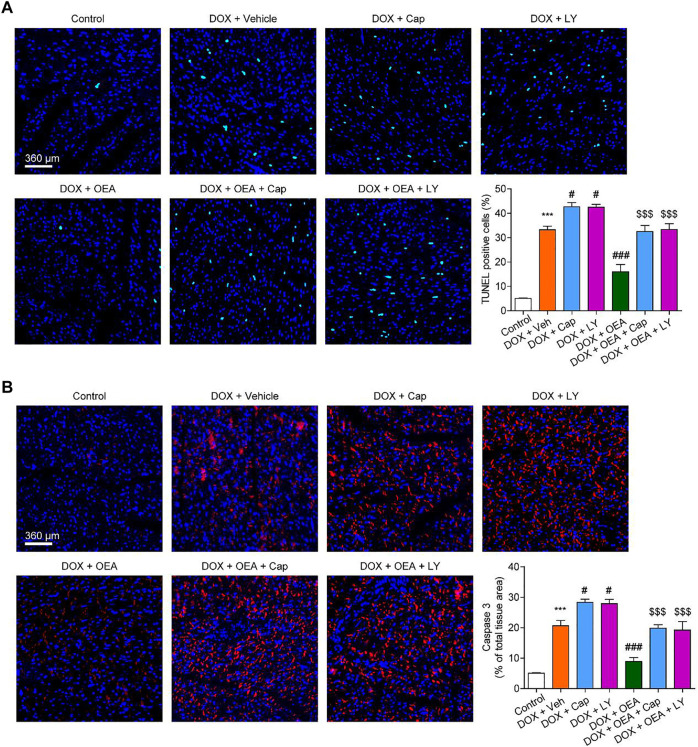 OEA attenuates DOX-mediated myocardial oxidative stress in mice through a PI3K-dependent pathway. Mice with or without DOX (6 mg/kg, i. v.) challenge were treated with OEA (30 mg/kg, i. v.), capsazepine (5 mg/kg, i. v.) and LY294002 (10 mg/kg, (I) v.) for 14 days concurrently with DOX challenge. Heart tissues were isolated at day 15 for analysis. (A) Detection of apoptotic cells in mice cardiac tissues by TUNEL staining. TUNEL positive cells were counted. (B) Immunofluorescence staining of caspase three in myocardial tissues. Expression of caspase three were calculated. Data are expressed as mean ± SEM, n = 6. ***, p < 0.001 vs. control. #, p < 0.05 vs. DOX + vehicle. $$$, p < 0.001 vs. DOX + OEA.