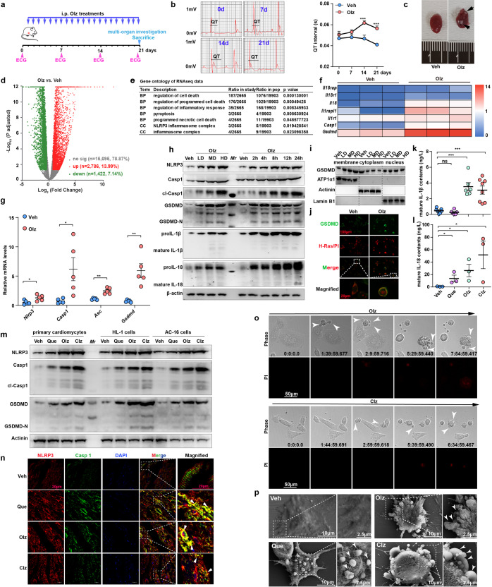 Multiple AP drugs activated the NLRP3 inflammasome and myocyte pyroptotic death. a Schematic illustration of the study design. b Electrocardiography (ECG) monitoring of mice electrical activity in 0, 7, 14, and 21 days (n = 6 mice/group). c Gross images of vehicle (Veh, PBS) and Olz (5 mg/kg)-treated (21 days) mouse hearts. Black arrow indicated exudative patches over epicardium. d–f RNA sequencing of total RNAs from Veh (PBS) and Olz-treated mouse hearts (21 days). g qRT-PCR validation of gene expression including Nlrp3, Casp1, Asc, and Gsdmd in mouse hearts (n = 5 mice/group). h Western blot analysis of the NLRP3 inflammasome proteins in mouse HL-1 cells under Veh (PBS), low dose (LD, 1 μM), medium dose (MD, 4 μM), and high dose (HD, 16 μM) of Olz treatments for 24 h, or under constant Olz treatments (4 μM) for different hours. i Subcellular components were isolated from mouse HL-1 cells at indicated treatments for 24 h, and western blot analysis of GSDMD was performed. j Immunofluorescence assay analysis of GSDMD (green signal) localization. H-Ras (red signal) is a membrane marker, and cell membrane integrity was monitored by propidium iodide (PI, 3 μM) uptake. Scale bar = 100 μm. k, l Enzyme-linked immunosorbent assay (ELISA) analysis of mature IL-1β and IL-18 contents in supernatants of mouse HL-1 cells under Veh (PBS), quetiapine (Que, 4 μM), Olz (4 μM), and clozapine (Clz, 20 μM) treatments for 24 h. m Western blot analysis of the NLRP3 inflammasome and pyroptosis in primary mouse cardiomyocytes, mouse HL-1 cell line, and human AC-16 cells under Veh (PBS), Clz (20 μM), Olz (4 μM), and Que (4 μM) treatments for 24 h. n Immunofluorescence analysis of NLRP3 (red) and Casp1 (green) in mouse hearts receiving indicated treatments. Arrowheads indicated merged NLRP3 and Casp1 signals (yellow). Scale bar = 20 μm. o Time-lapse microscopy of Olz (4 μM) and Clz (20 μM)-treated rat H9c2 myocytes. Cell morphology was visualized by wide-field light microscopy (upper panel) and cell membrane integrity was monitored by PI uptake (lower panel). Arrowheads indicated pyroptotic cells with protrusions. Scale bar = 50 μm. Time duration = h: min: s. ms. p Scanning electron microscopy of Veh (PBS), Olz (4 μM), Clz (20 μM), and Que (4 μM)-treated rat H9c2 myocytes. Arrowheads indicated bubbling of pyroptotic cells. All quantification represents the mean and SEM of independent experiments. Two-way ANOVA was used for analysis in (b). The Student’s t-test was used for analysis in (g, k, l). ns, no significance. *p < 0.05; **p < 0.01; ***p < 0.001 as indicated