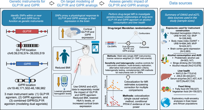 Study overview.This study used summary-level GWAS data relating to glycated hemoglobin (HbA1c) and body mass index (BMI) to construct genetic instruments modeling GLP1R and GIPR agonism. We constructed three instrument types: one proxying GLP1R agonism; one proxying GIPR agonism; and one combined instrument proxying dual GLP1R and GIPR agonism. Each instrument type included multiple exposure sources mimicking the expected physiological responses to pharmacological modulation of the targets (lowered glycated hemoglobin [HbA1c], reduced body mass index [BMI], and GLP1R or GIPR gene expression in the cortex). Instrument sets for each BMI and HbA1c exposure were constructed in two independent GWAS summary statistics (UK Biobank [plus GIANT for BMI] and the Million Veterans Program [MVP]). After instrumentation and validation with the primary clinical indications for GLP1R and GIPR agonism (type 2 diabetes and obesity), and assessing their impact on liver health, we obtained a selection of outcomes related to alcohol use disorder (AUD) and alcohol consumption behavior to assess the impact of GLP1R and GIPR agonism. We contextualized the alcohol-related analyses by analyzing other substance use disorders and investigating outcomes related to self-reported food liking. Because of the availability of large sample sizes and the most relevant endpoints, we used data from European ancestry as the main analysis set, but we also performed analyses using East Asian and African ancestry data sources. Finally, for all drug-target MR estimates demonstrating evidence of a relationship (main drug-target MR method P < 0.05), we performed colocalization analyses to assess evidence of shared causal variants between the biomarker exposures and outcomes in the GLP1R and GIPR genomic loci. MR Mendelian Randomization, GLP1R Glucagon-like peptide-1 receptor, GIPR glucose-dependent insulinotropic polypeptide receptor, NAFLD Non-alcoholic fatty liver disease, ALD Alcohol-related liver disease, SNP Single nucleotide polymorphism, BMI Body mass index.