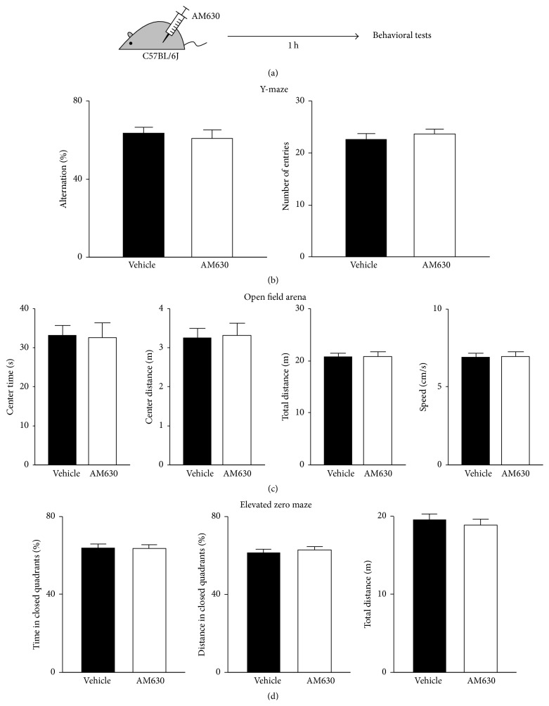 Acute blockade of CB2Rs had no effect on working memory, locomotion, or anxiety. (a) Adult male C57BL/6J mice were injected with AM630 (3 mg/kg, i.p.) and, 1 h after the injection, used for behavioral tests in a Y-maze, an open field arena, and an elevated zero maze. (b) The rate of spontaneous alternation or the number of arm entries of AM630-treated mice in a Y-maze was not different from that of control mice. (c) In an open field arena, AM630- and vehicle-injected mice displayed similar behavioral patterns in the time spent in the center area, distance traveled in the center area, total travel distance, and travel speed. (d) In an elevated zero maze, the time and distance in the closed quadrants and the total travel distance of AM630-administered mice were similar to those of control mice. Error bars represent SEM.
