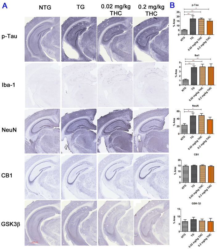 Immunohistochemical (IHC) analysis of molecular markers associated with the neuropathologic change in AD. (A) Representative IHC images for p-Tau, Iba-1, NeuN, CB1, and GSK3β in brain sections. (B) Quantification of IHC staining of for p-Tau, Iba-1, NeuN, CB1, and GSK3β in brain sections. No statistically significant difference in the expression of phospho-Tau, Iba1, CB1, and GSK-3β and the NeuN area was observed between the vehicle and THC treatment in APP/PS1 mice, suggesting the limited effect of THC on reversing the neuropathologic change in AD. Data are expressed as mean ± SD (N = 7 for the control NTG group, N = 6 for the control TG and 0.2 mg/kg THC groups, and N = 8 for the 0.02 mg/kg THC group). SD is denoted by the error bars. * p < 0.05 and ** p < 0.01 compared between the control NTG mice, control APP/PS1 mice, and APP/PS1 mice treatment with 0.02 and 0.2 mg/kg THC using one-way ANOVA followed by the Tukey–Kramer post hoc multiple comparison test.