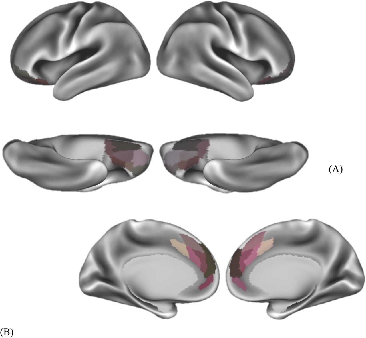 A priori regions of interest, per the Glasser atlas. (A) Lateral and ventral views of the orbitofrontal cortex and (B) medial view of the medial prefrontal cortex/anterior cingulate cortex subregions of interest.