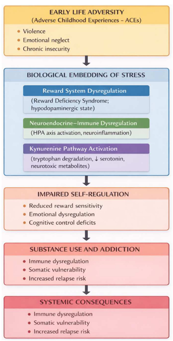 Pathways linking adverse childhood experiences to addiction vulnerability.