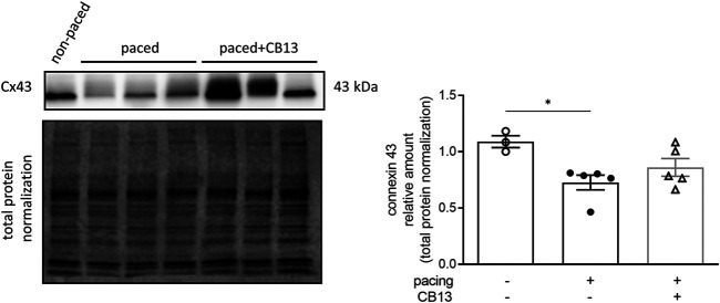 Tachypacing-induced reduction of connexin 43 is diminished by CB13. (A) Cx43 is downregulated in tachypaced atrium compared to non-paced atrium. This effect of tachypacing demonstrated a lower tendency in the presence of CB13. *p ≤ 0.05. n = 3–5. Data presented as mean ± SEM. Data was tested for normality using Shapiro-Wilk normality test. Accordingly, statistical analysis was performed by Kruskal-Wallis with Dunn’s post-hoc for multiple comparisons.