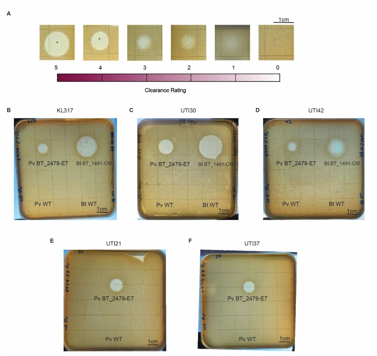 Soft agar overlay assays for determining UPEC susceptibility to colicins secreted by Bacteroidaceae.(A) Representative images of clearance ratings for each spot as follows, with darker shading corresponding to increased clearance: no visible clearance (0), lightened area (1), hazy area (2), clearance smaller than original Bacteroidaceae spot (3), clearance equal to original spot (4), and clearance larger than original spot (5). (B-F) Representative plates for clearance of E. coli strains utilized in kill curve assays. For (B) KL317, (C) UTI30, and (D) UTI42, spots were placed as follows: Pv BT_2479-E7 (top left), Bt BT_1491-CM (top right), wildtype P. vulgatus (bottom left), and wildtype B. thetaiotaomicron (bottom right). For (E) UTI 21 and (F) UTI37, spots were placed as follows: Pv BT_2479-E7 (top) and wildtype P. vulgatus (bottom).