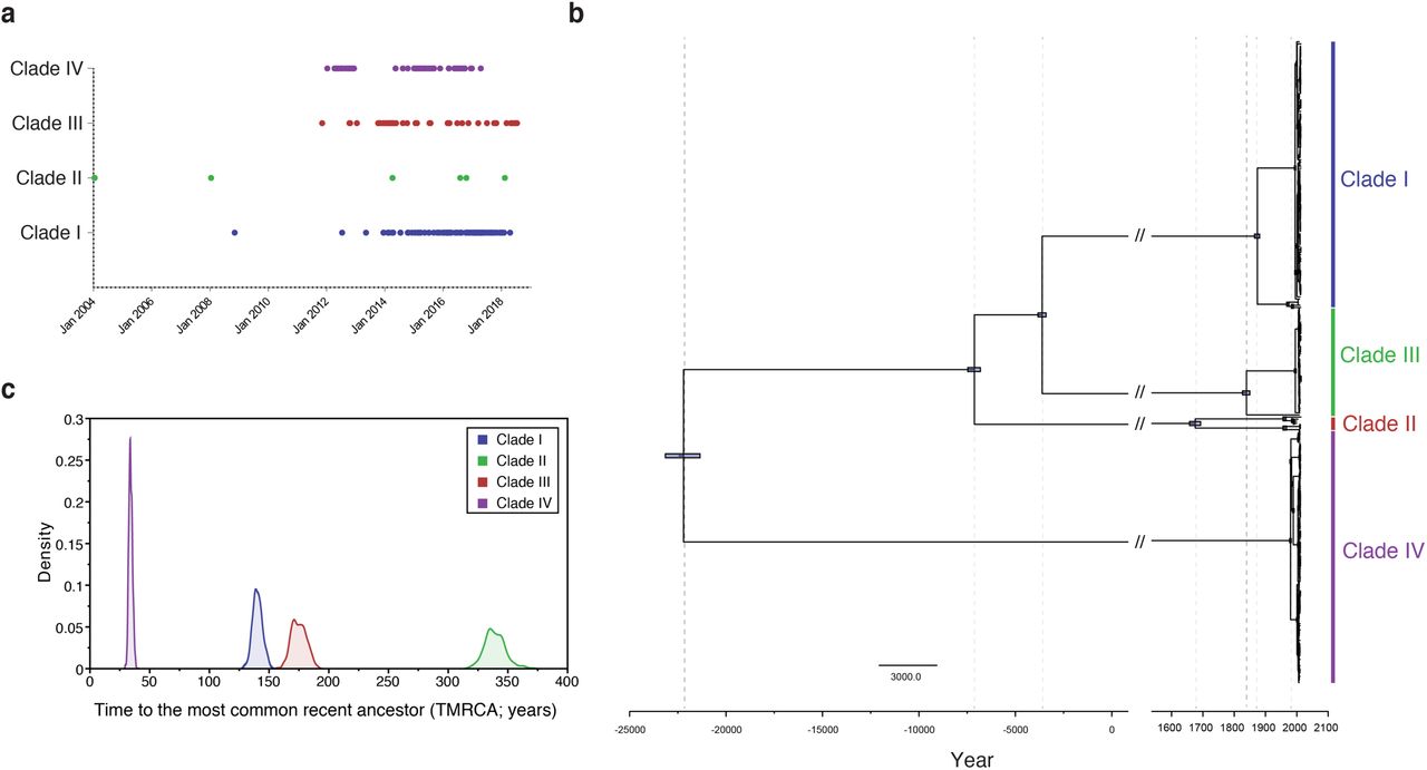 Dating the emergence of Candida auris.(a) Distribution of collection dates for source specimens by clade. (b) Maximum clade-credibility phylogenetic tree of C. auris estimated using BEAST (strict clock and coalescent model). Purple bars indicate 95% highest probability density around a node. (c) Marginal posterior distributions for the date of the most recent common ancestor (TMRCA) of Candida auris Clades I, II, III and IV. The Bayesian coalescent analysis was performed with BEAST.