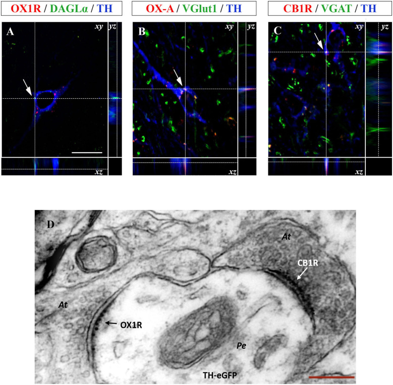 (A–C) Confocal microscopy images (maximum intensity projections) of three multiple immunostained sections of the VTA. (A) Representative image of a dopaminergic neuron showing the co-expression of OX1R (red), DAGL-α (green), and TH (blue) immunoreactivities indicated by arrows. (B) Representative image of a dopaminergic neuron showing OX-A/VGluT1/TH co-expression (arrow). (C) Representative image of a TH positive neuron (blue) receiving CB1R immunolabeled puncta (red) colocalizing with VGAT immunoreactive inputs (green). Arrows indicate the merged immunolabeling at xy optical intersection, which is represented by high magnification in the lateral insets showing the yz and xz intersection of the dotted lines [scale bar: 30 μm]. (D) Representative electron micrograph showing double OX1R/CB1R immunogold reactivity in the VTA of TH-eGFP mice. Note asymmetrical, i.e., putative excitatory, axosomatic (At) input to the perikaryon (Pe) of a TH-eGFP neuron expressing OX1R-immunogold labeling and receiving symmetrical, i.e., putative inhibitory, CB1R immunogold labeled input at a different domain of the cell membrane (right) [Scale bar: 150 nm].