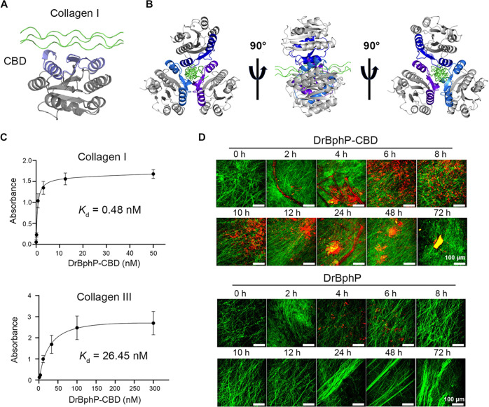 Tumor localization of DrBphP-CBD via collagen affinity.(A and B) Computational model of the interaction between CBD and type I collagen. The binding interface of CBD with type I collagen is highlighted. (C) Quantification of the dissociation constant (Kd) for DrBphP-CBD against type I and III collagen via ELISA assay. (D) Sequential in vivo imaging of DrBphP-CBD and DrBphP accumulation in MC38 tumor tissues, paired with collagen visualization via second-harmonic generation (SHG). Scale bars, 100 μm.