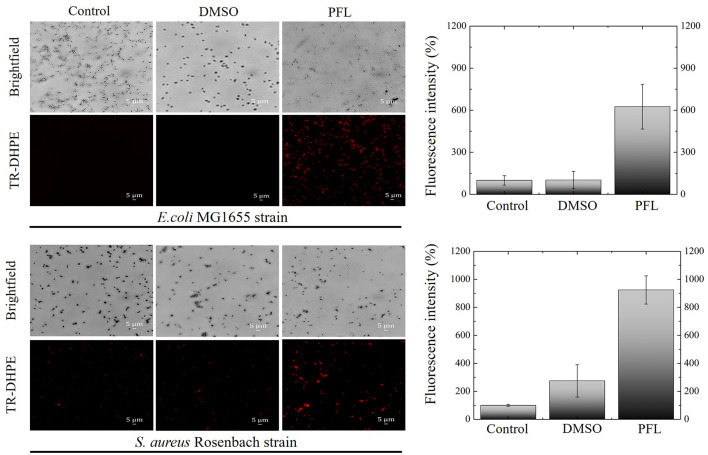 Fluorescence images of the effects of propofol on the bacterial membrane of E. coli and S. aureus cultures after 1.5 h treatment. The red fluorescence indicates that the phospholipid (TR-DHPE) penetrates the cell membranes. Clearly, in both cases, inward diffusion is promoted by the membrane disruption caused by propofol. Three groups are shown: control, drug carrier (DMSO), and drug (PFL). A 40X objective was used.