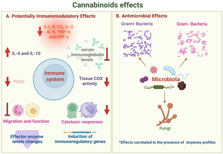 Both endocannabinoids and exo-cannabinoids influence various facets of the immune system. Effects on effector cells of both innate immunity (PMNn, macrophages, and NK cells) and acquired immunity (CD4+ and CD8+ T cells, and B lymphocytes) have been described, influencing cell proliferation and the release of pro-inflammatory cytokines (IL-12, IL-6, TNFa, and IFNg) and regulators (IL.10 and TGFb); the levels of effector enzymes are also affected (A). In relation to the effects on the microbiota, cannabinoids have shown antibacterial activity both in planktonic Gram+ and Gram- bacteria and in preventing the formation of certain biofilms, in addition to clear fungicide activity (B). * Antimicrobial effects of cannabinoids correlate to the presence of different terpene profiles related to different cultivars of C. sativa and the extraction method.