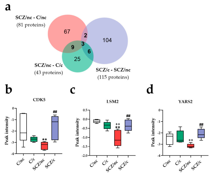 Specific proteomic markers of schizophrenia patients non-cannabis users (SCZ/nc). (a) Venn diagram comparing SCZ/nc to control subjects non-cannabis users (C/nc), control cannabis users (C/c) and schizophrenia patients cannabis users (SCZ/c). Graphical representation of CDK5 (b), LSM2 (c) and YARS2 (d), which were commonly deregulated in SCZ/c as compared to C/nc, C/c and SCZ/nc. ** p < 0.01; versus C/nc; ++ p < 0.01 versus C/c; ## p < 0.01 versus SCZ/nc.