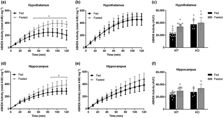Effect of fasting on ABHD6 activity of male WT or CPT1C–KO mouse brain tissues. (a–c) ABHD6 activity in hypothalamic homogenates of (a) WT mice (n = 13) and (b) CPT1C–KO mice (n = 5) and (c) AUCs for hypothalamic activity in fed and fasted mice. (d–f) ABHD6 activity in hippocampal homogenates of (d) WT mice (n = 13) and (e) CPT1C–KO mice (n = 5) and (f) AUCs for hippocampal activity in fed and fasted mice. Data shown are means ± SD. *P < 0.05, significantly different from WT‐fed; two‐way ANOVA followed by Bonferroni's post hoc correction