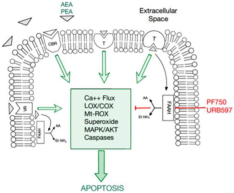 An overview of the endocannabinoid pathway and molecules tested in this study.The cellular apoptosis cascade is mediated by a multitude of molecules and receptor-ligand interactions. Fatty acid amide hydrolase (FAAH) has been documented to inhibit the apoptosis pathway. Thus, FAAH inhibitors, PF750 and URB597, have promising potential in inducing apoptosis in breast cancer cells. Moreover, cannabinoids, such as AEA and PEA, promote apoptosis, serving as another potential therapeutic agent in cancer cells.