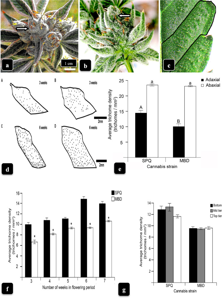 Bracts of cannabis genotype a SQ and b MD at 6 weeks of inflorescence development with abundant trichome development. Arrows point to approximate position where bracts were sampled. c To quantify trichome density, the bracts were excised, placed under the dissecting microscope (× 50 magnification) and the Polygon Lasso tool was used to trace the outline of each segment, as shown. The position of each capitate trichome was marked using a pen of 15 px thickness and then counted. d Spatial distribution of capitate trichomes on bracts of SQ (A, C) and MD (B, D) at 3 weeks and 6 weeks, respectively. Locations of trichomes are shown as black dots on bracts. e Density of capitate trichomes on the adaxial (upper) and abaxial (lower) surface of bracts at 6 weeks into the flowering period. Bars followed by different letters denote significant differences (P = 0.05, t-test). The lower bract surface contained more trichomes than the upper surface. f Average trichome density on upper bract surfaces as a function of number of weeks in the flowering period. Asterisk (*) denotes significant difference at P = 0.05 between the two genotypes according to ANOVA and Student’s t-test (n = 24). Genotype SQ produced significantly more trichomes than MD at all time periods. g Density of capitate trichomes on bracts as a function of position of sampling within the inflorescence (top, middle, bottom). Data are from week 6 of the flowering period. There were no significant differences due to sampling position. Vertical bars represent standard errors of the mean