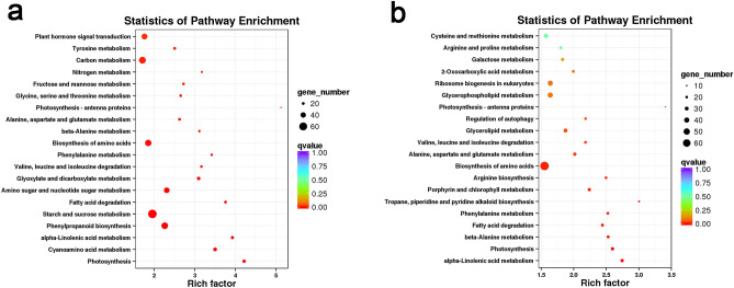 KEGG enrichment analysis83–85 of the DEGs between D and DS. a, b, KEGG enrichment analysis of differentially expressed genes of D_vs_DS for 2 days and 4 days, respectively. Each circle represented a KEGG pathway, the ordinate represented the name of the pathway, and the abscissa represented the enrichment factor. The circle color represented q value, the circle size represented the number of genes enriched in the pathway.