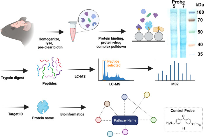 Workflow for affinity purification and proteomic analysis. Whole brain tissue is homogenized and lysed, and endogenous biotin is removed. The lysate is treated with probe, photo-cross-linked, and biotin is clicked onto the probe. Streptavidin beads pull down proteins and their interactors via the linked biotin. An example Coomassie-stained gel of resulting proteins is shown in the inset. The proteins are trypsin-digested while on-bead, eluted, desalted, and peptides are run on LC-MS. Proteomic analysis (SEQUEST) is performed to ID the proteins, followed by bioinformatic analysis of functional protein association networks (KEGG, STRING).