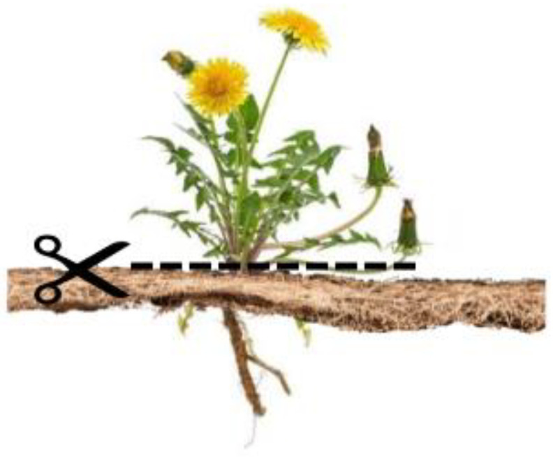 Weed cutting above nonwoven mulches to determine weed suppression ratio.