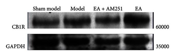 Comparison of the levels of expression of the CB1 receptor in the corpus striatum that were determined by western blot.