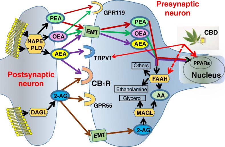 Schematic diagram of the endocannabinoid system, relevant to this study. Legend: biosynthesis, degradation, and receptors’ binding of AEA, 2-AG, OEA, and PEA are presented. AEA, PEA, and OEA are synthesized from the membrane’s phospholipids by N-acylphosphatidylethanolamine-specific phospholipase D (NAPE-PLD). PEA and OEA do not bind CB1R, but they can enhance AEA activity at transient receptor potential channels of vanilloid type-1 (TRPV1). AEA, PEA, and OEA are all degraded by fatty acid amide hydrolase (FAAH) and hence OEA and PEA can increase AEA levels by competing with AEA for FAAH (mainly OEA) or by downregulating FAAH expression (mainly PEA). Cannabidiol (CBD), a non-psychoactive component of the cannabis plant, activates peroxisome proliferator-activated receptors (PPARs) and TPRV1 and inhibits FAAH and hence might compensate for lower levels of AEA, OEA, and PEA in children with ASD. DAGL, diacylglycerol lipase; MAGL, monoacylglycerol lipase. EMT, endocannabinoid membrane transporter; GPR55, G protein-coupled receptor 55