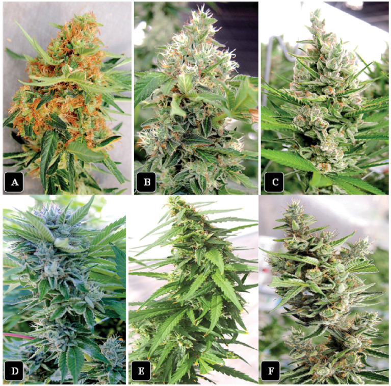 The morphological appearance of inflorescences of six cannabis genotypes included in this study at harvest time. (A) “Watermelon Kush”. (B) “Powdered Donuts”. (C) “Black Cherry”. (D) “Pink Kush”. (E) “Jack Herer”. (F) “Death Bubba”. All photos were taken at the same distance from the plant.