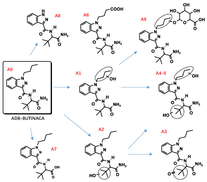 Proposed metabolic pathway of ADB-BUTINACA.