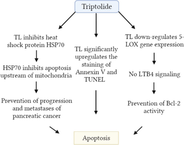 The role of apoptosis by TL in the prevention of pancreatic cancer. LTB4, leukotriene; TL, triptolide; TUNEL, terminal deoxynucleotidyl transferase.
