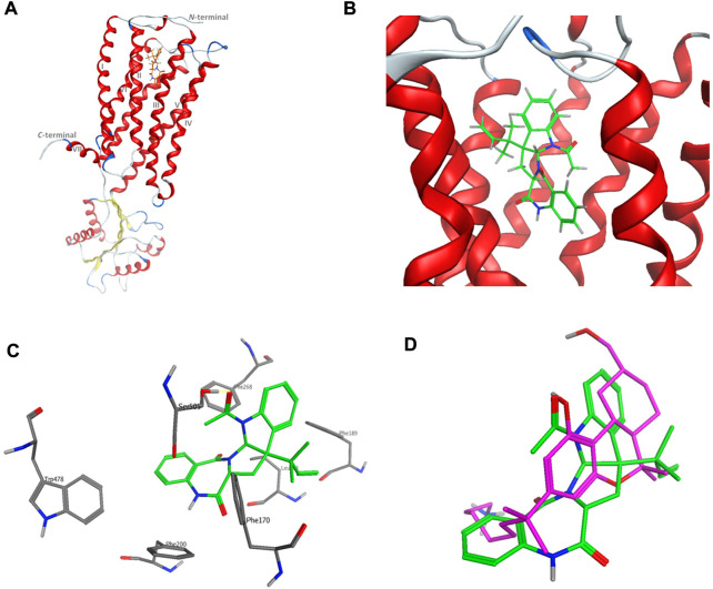 Virtual binding mode of acetylaszonalenin at the cannabinoid receptor 1 (CB1) orthosteric binding pocket. (A) Cartoon representation of the overall of CB1 and its ligand binding site at the extracellular face of the transmembrane helices. (B) Close-up of acetylaszonalenin binding pose showing its twisted conformation. (C) Molecular interactions of acetylaszonalenin and nearby amino acids at the orthosteric binding site. (D) Overlay of the cannabinoid X-ray crystallized ligand (purple) and acetylaszonalenin (green) binding poses at CB1 receptor binding pocket.