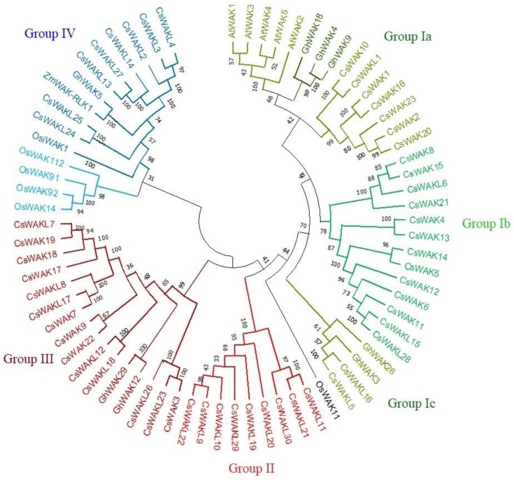 The neighbour-joining phylogenetic tree of WAK/WAKL proteins of Cannabis sativa, Arabidopsis thaliana, Gosyphium hirsutum, Oryza sativa, and Zea mays was conducted using MEGA 11 with a bootstrap of 1000 replicates, based on 95% shared amino acid sites. The tree was divided into four groups: Group I, Group II, Group III, and Group IV containing green, red, maroon, and blue colors, respectively.