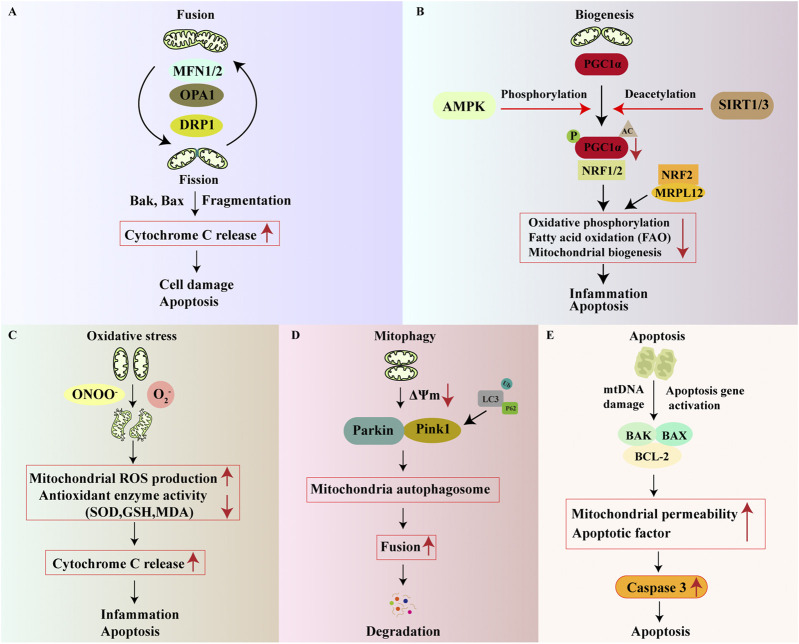 Five-panel scientific diagram illustrates mitochondrial dynamics associated with cellular stress and apoptosis: A) Fusion and fission involving MFN1/2, OPA1, DRP1 lead to cytochrome C release and apoptosis; B) Biogenesis regulated by PGC1α, AMPK, SIRT1/3, and oxidative phosphorylation, influencing inflammation and apoptosis; C) Oxidative stress increases mitochondrial ROS, reduces antioxidants, and induces cytochrome C release; D) Mitophagy via Parkin and Pink1 forms autophagosomes leading to degradation; E) mtDNA damage and apoptosis gene activation increase mitochondrial permeability and activate caspase 3, resulting in apoptosis.