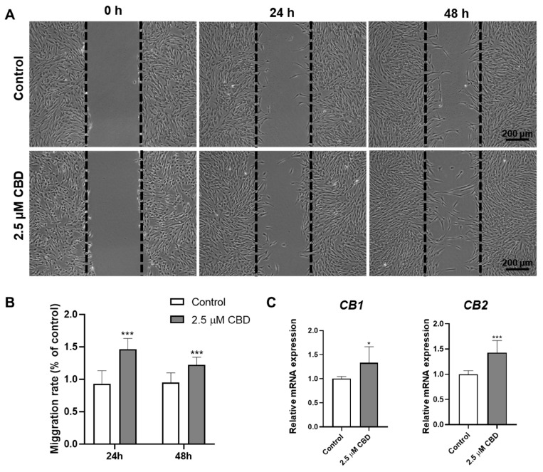CBD promotes DPSCs’ migration and upregulates the expression of CBD receptors CB1 and CB2 in DPSCs. (A) Representative images of scratch wound closure assay. (B) Quantification of DPSCs’ migration rate, n = 5. (C) mRNA level expression pattern of CB1 and CB2. Significant effect of the treatment compared to the control group, * p < 0.05 and *** p < 0.001.