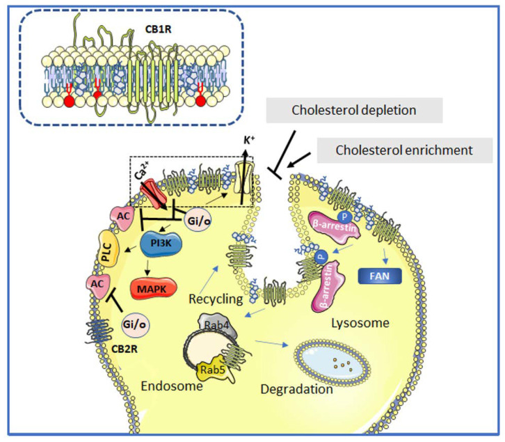 Schematic depiction of the interactions between cannabinoid receptor signaling and lipid domains. Neuromodulation upon agonist binding to CB1Rs and CB2Rs (unphosphorylated receptors) induces Gi/o-dependent inhibition of adenylyl cyclase (AC) activity and activation of different MAPK cascades. CB1R positively regulates inwardly rectifying K+ channels, whereas it negatively regulates voltage-gated Ca2+ channels. In addition, the CB1R can activate PLC at the plasma membrane and can also signal through non-G proteins such as the adaptor protein FAN. The phosphorylated CB1R is a target of β-arrestin. The attenuation of CB1R signaling at cholesterol-rich lipid domains occurs through a Rab5-dependent endocytic mechanism. Once internalized, the CB1R may either be recycled back to the plasma membrane through a Rab4-dependent mechanism or further targeted to lysosomal degradation. The CB2R does not reside in or interact with Lo lipid platforms. Alteration of ordered lipid domain integrity either by depleting or supplying cholesterol is shown to inhibit or enhance the internalization of CB1R, respectively. The inset depicts a closer view of the cholesterol-rich Lo lipid domain (marked with a dotted line in the main figure). Cholesterol molecule in gray, sphingolipids in red and other phospholipids in yellow.