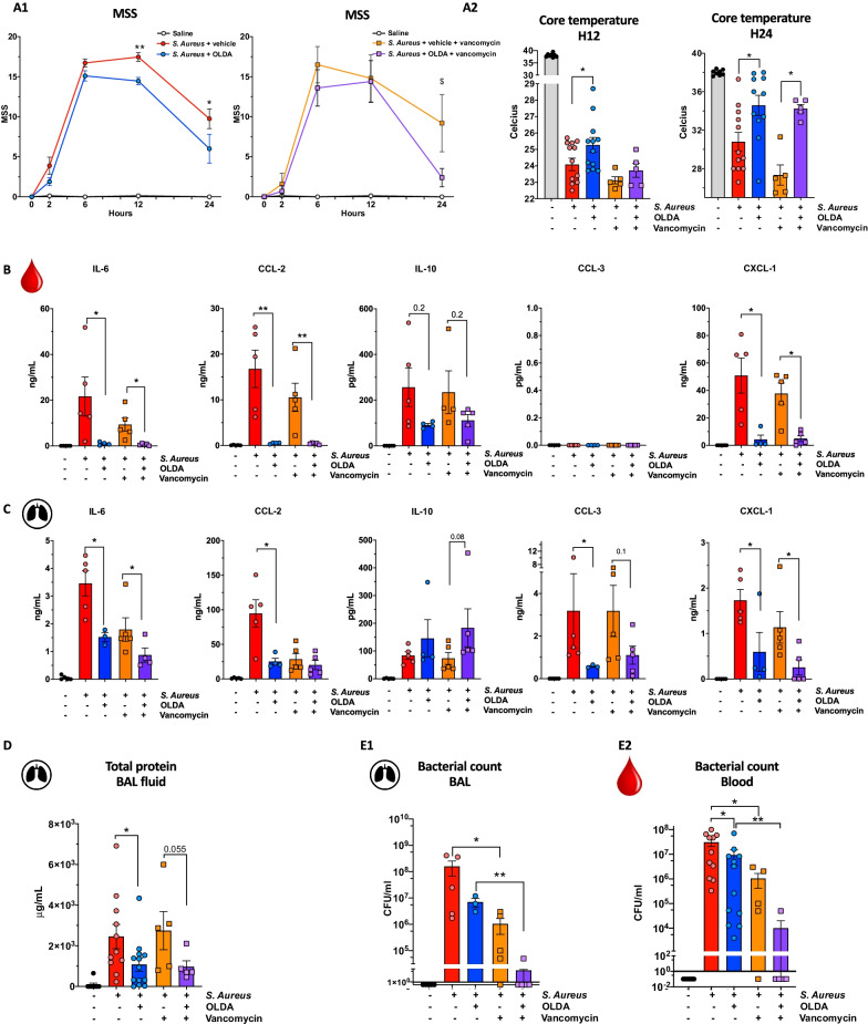 OLDA administration improves outcomes of antibiotic-treated or untreated S. aureus-induced pneumopathy. Wild-type mice were treated with S. aureus (MSSA, 1 × 107 CFU/25 g body weight, i.t.) and immediately thereafter with OLDA (10 mg/kg, i.v.) or vehicle (i.v.). They received a second dose of OLDA (10 mg/kg) or vehicle at 2 h. Additionally, mice were randomly assigned to receive vancomycin (10 mg/kg, i.p.) or carrier (i.p.) at 6 and 12 h. A1 Treatment with OLDA reduced MSS at 12 and 24 h in mice that did not receive vancomycin, and at 24 h in vancomycin-treated mice. A2 Treatment with OLDA reduced sepsis-induced hypothermia severity in vancomycin-treated and non-treated mice (10- to 12-week male, n = 12/group for mice that did not receive vancomycin, n = 5/group for mice that did not receive vancomycin). B, C Treatment with OLDA reduced B plasma levels of IL-6, CCL-2, CXCL-1, and C BAL fluid levels of IL-6, CCL2, CCL3, CXCL1 at T = 24 h after induction of S. aureus pneumonia (12-week male, n = 5/group). D Shows that OLDA treatment reduced lung capillary leak assessed by total protein in BAL fluid at 24 h in both mice treated with or without vancomycin (10- to 12-week male, n = 12/group for mice that did not receive vancomycin, n = 5/group for mice that did not receive vancomycin). E 24 h after inducing S. aureus pneumonia, CFU counts were not significantly in BAL fluid (n = 3–5/group), and blood (10- to 12-week male, n = 12/group for mice that did not receive vancomycin, n = 5/group for mice that did not receive vancomycin) of mice that did or did not receive OLDA, suggesting that OLDA does not impair blood bacterial clearance (10- to 12-week male, n = 42). *P < 0.05, **P < 0.01, ***P < 0.001, LPS-treated mice vehicle vs. OLDA, two-tailed Mann–Whitney U test at each time point