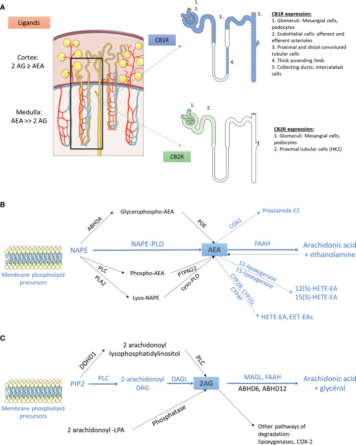 The endocannabinoid system within the kidney (A) Distribution of main endogenous ligands and cannabinoid receptors in healthy kidneys. (B) Biosynthesis and degradation of anandamide. The pathways that were demonstrated within the kidney are in blue. The other pathways are in black. (C) Biosynthesis and degradation of 2-arachidonoyl-glycerol. The pathways that were demonstrated within the kidney are in blue. The other pathways are in black. 2AG, 2-arachidonoyl-glycerol; ABHD, α/β-Hydrolase domain containing; AEA, anandamide; CB1R, cannabinoid receptor type 1; CB2R, cannabinoid receptor type 2; COX2, cyclooxygenase 2; CYP, cytochrome P450; DAG, diacylglycerol; DAGL, sn-1-specific diacylglycerol lipase; DDHD1, phosphatidic acid-preferring phospholipase A1; EET-EA, epoxyeicosatrienoic acid-ethanolamine; FAAH, fatty acyl amide hydrolase; HETE-EA, hydroxyeicosatetraenoic acid-ethanolamine; LPA, lysophosphatidic acid; MAGL, monoacylglycerol lipase; NAPE, N-arachidonoyl phosphatidyl ethanolamine; PDE, phosphodiesterase; PIP2, 2-arachidonoyl-phosphatidylinositol 4,5-bisphosphate; PLA2, phospholipase A2; PLC, phospholipase C; PLD, phospholipase D.