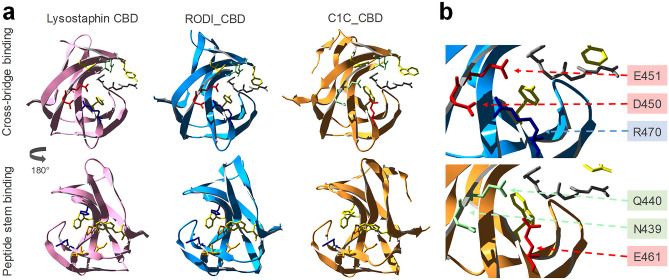 Structural comparison of lysostaphin CBD with those of LysRODI and LysC1C. a Crystal structure of lysostaphin (PDB 5LEO) compared with structural models of RODI_CBD (full protein pLDDT = 83.82) and C1C_CBD (full protein pLDDT = 86.67), displaying the key residues for binding the peptidoglycan cross-bridge and peptide stem as shown in Table 3. The grey chain represents a (Gly)5 peptide from PBD 5LEO, shown as a spatial reference for the cross-bridge binding pocket. b Detail of the cross-bridge-binding region of RODI_CBD and C1C_CBD and identification of the key differing residues between both domains. Amino acids are colored using the same code as described in Table 4