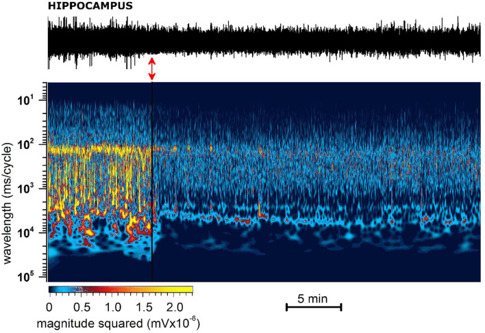 Representative 40 min recording of hippocampal EEG with JWH-073 administration and relative spectrogram. (Top) Raw EEG with JWH-073 application (red double headed arrow). (Bottom) Corresponding spectrogram correlating time (X) vs. wavelength (Y) and power (color scale). Wavelength ranges from 0.05 to 150 Hz (bottom to top). Color power scale (below X scale), with power magnitude increasing from left to right (smallest to highest values = darker to lighter colors). Soon after JWH administration is visible a radical and fast modification of the EEG spectrogram by global steady fading of colors toward dark and blue.