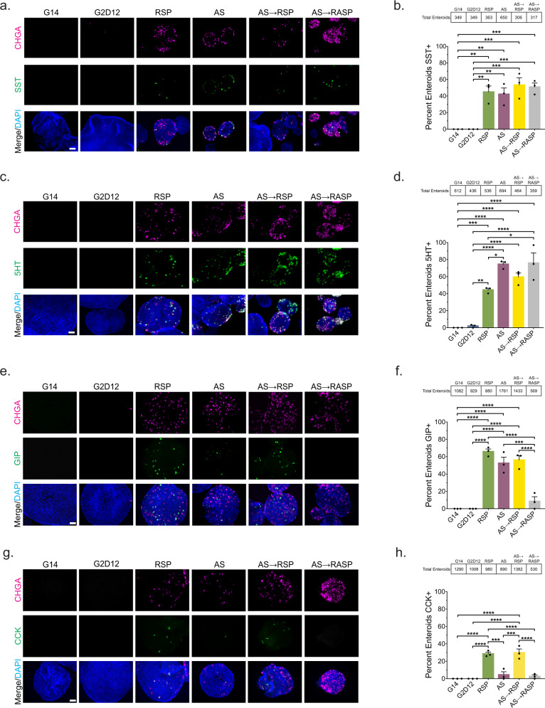 Multiple differentiation conditions induce hormone production.a Representative immunofluorescence staining of somatostatin (SST, green) and chromogranin A (CHGA, magenta) in enteroids treated with G14, G2D12, RSP, AS, AS→RSP, and AS→RASP. DNA (4′,6-diamidino-2-phenylindole (DAPI), blue). Scale bar = 50 µm. b Percentage of enteroids with SST staining in G14, G2D12, RSP, AS, AS→RSP, and AS→RASP treatments. Average results are from three different enteroid lines or passages. **p = 0.0017 (G14 to RSP, G2D12 to RSP), 0.0029 (G14 to AS, G2D12 to AS); ***p = 0.0004 (G14 to AS→RSP, G2D12 to AS→RSP), 0.0006 (G14 to AS→RASP, G2D12 to AS→RASP). c Representative immunofluorescence staining of serotonin (5HT, green) and CHGA (magenta) in enteroids treated with G14, G2D12, RSP, AS, AS→RSP and AS→RASP. DNA (DAPI, blue). Scale bar = 50 µm. d Percentage of enteroids with 5HT staining in G14, G2D12, RSP, AS, AS→RSP and AS→RASP treatments. Average results are from three different enteroid lines or passages. *p = 0.0183 (RSP to AS), 0.0134 (RSP to AS→RASP); **p = 0.0014; ***p = 0.0009; ****p < 0.0001. e Representative immunofluorescence staining of glucose-dependent insulinotropic peptide (GIP, green) and CHGA (magenta) in enteroids treated with G14, G2D12, RSP, AS, AS→RSP, and AS→RASP. DNA (DAPI, blue). Scale bar = 50 µm. f Percentage of enteroids with GIP staining in G14, G2D12, RSP, AS, AS→RSP, and AS→RASP treatments. Average results are from three different enteroid lines or passages. ***p = 0.0001; ****p < 0.0001. g Representative immunofluorescence staining of cholecystokinin (CCK, green) and CHGA (magenta) in enteroids treated with G14, G2D12, RSP, AS, AS→RSP, and AS→RASP. DNA (DAPI, blue). Scale bar = 50 µm. h Percentage of enteroids with CCK staining in G14, G2D12, RSP, AS, AS→RSP, and AS→RASP treatments. Average results are from three different enteroid lines or passages. ***p = 0.0002 (RSP to AS), 0.0001 (AS to AS→RSP); ****p < 0.0001. Bars show mean ± SEM; one-way ANOVA with Tukey correction for multiple comparisons (b, d, f, h). Tables above graphs show the total number of enteroids examined per condition. Each experiment repeated with at least three different enteroid lines. Source data are provided as a Source Data file.