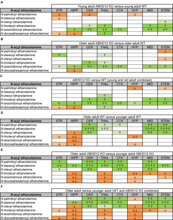 Heatmaps of effects of ABHD12 deletion and age on levels of N-acyl ethanolamines in 8 brain regions. Cells with shaded arrows indicate a change for that lipid in the indicated brain area relative to the same control area. The arrow color indicates the direction of a significant result relative to control. Green colors represent increases, whereas orange colors represent decreases. Darker colors represent changes of p < 0.05 and lighter colors represent changes of p < 0.10. The number of arrows indicates the magnitude of the difference. One arrow indicates a magnitude difference of less than 1.5 fold, 2 arrows indicate a 1.5–1.99 fold change, 3 arrows indicate a 2–2.99 fold change, and 4 arrows indicate a 3–9.99 fold change. A blank cell indicates that there was no change in the lipid’s level. See Methods and Supplementary Figure 2 for more detailed description of analysis. Brain regions analyzed were the striatum (STR), hippocampus (HIPP), cerebellum (CER), thalamus (THAL), cortex (CTX), hypothalamus (HYP), midbrain (MID), and brainstem (STEM). (A) Shows the effect of ABHD12 deletion in younger adult brain areas, whereas (B) shows the effect of ABHD12 deletion in older adult brain areas. (C) Shows the main effect of ABHD12 deletion, combining older and younger adult mice into groups based on genotype. (D) Shows the effect of aging in WT mice, whereas (E) shows the effect of aging in ABHD12 KO mice. (F) Shows the main effect of aging, combining WT and ABHD12 KO mice into groups based on age.